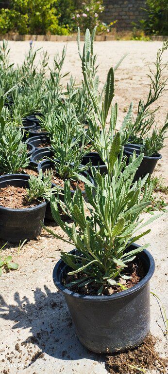 Lavanda — Bitkilər, Bakı (8)