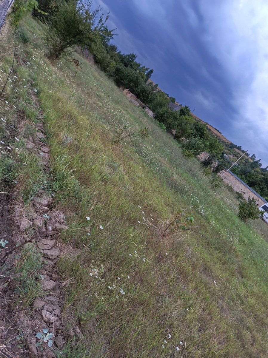 32 sot torpaq sahəsi, Qusar r — Torpaq, Qusar (4)