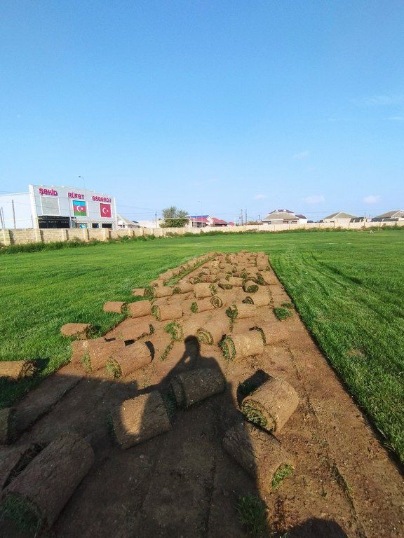 Qazon — Bitkilər, Bakı (6)