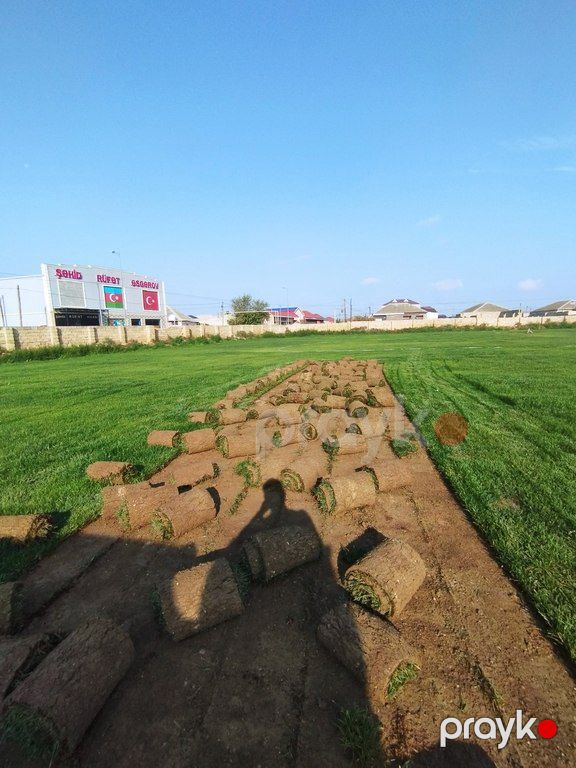 Qazon — Bitkilər, Bakı (6)