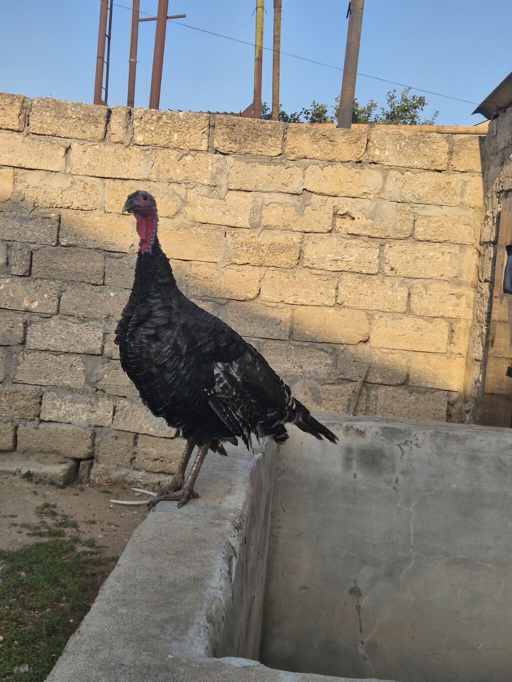 Salamaleykum Amerkanbronz — Digərləri, Bakı (2)