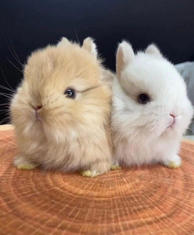 Mini lop dovşanlar — Dovşanlar, Xırdalan (5)