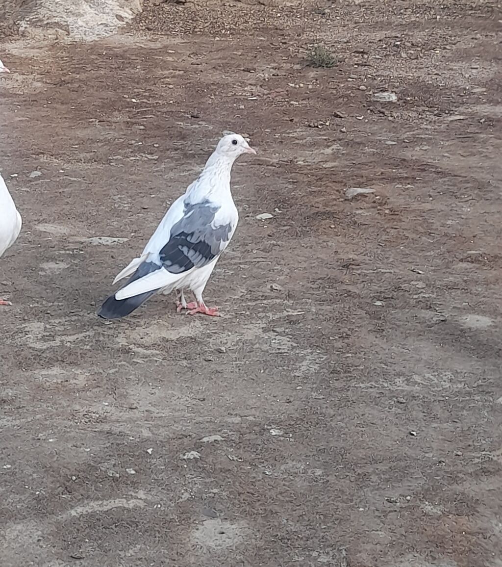 Deste goy quyrug bir terefli goy cep maya 12 tuk 2 qanadi kesiyde — Göyərçin, Bakı (4)