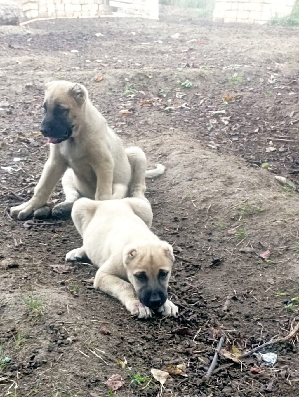 Alabay, 1 ay — Köpəklər, Saray