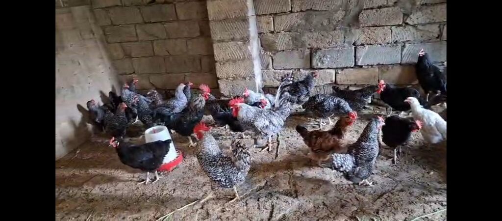 Temiz xorkov toyuq ve xoruzlar sürüyle satılır teki 25 AZN — Toyuq və xoruz, Digah (10)