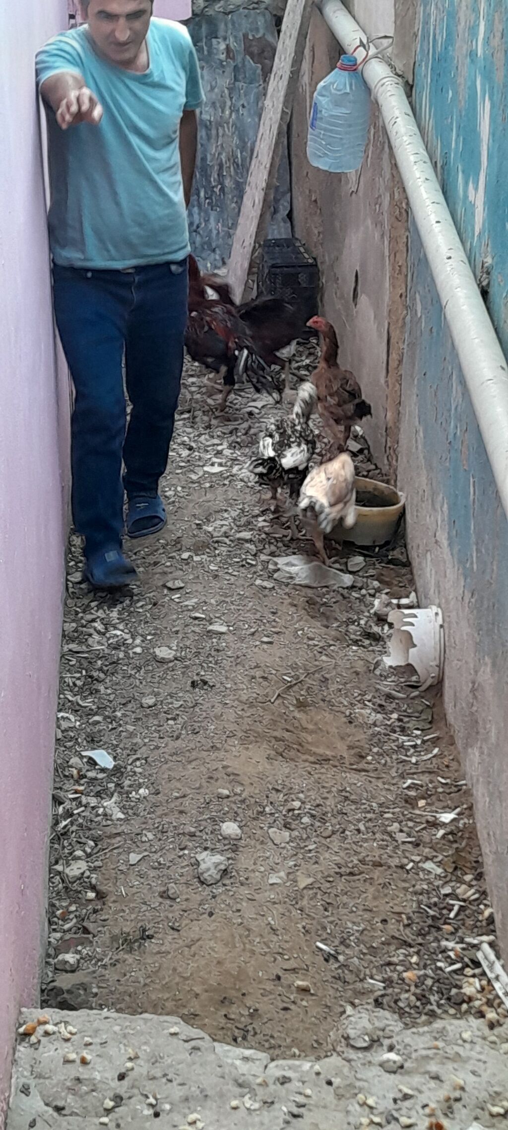 Heyrati fere xoruz satilir.4 fere 1 xoruz.Fereleri 3u kurt — Digər heyvanlar, Bakı (3)