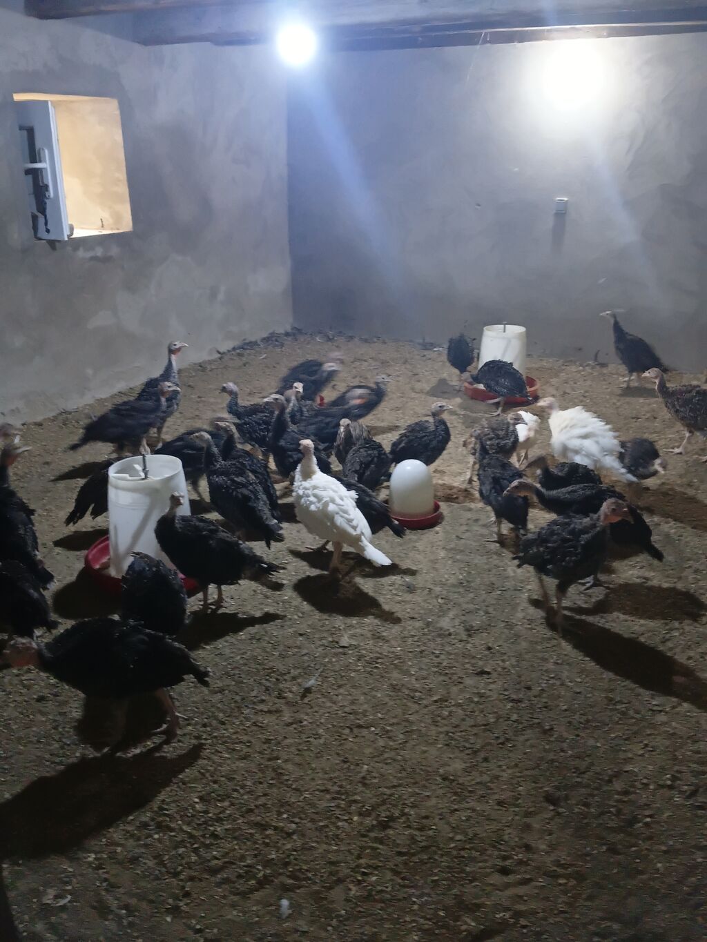 Məhsul: Türki bala sürüsü Təsvir: - Şəkillərdə görünən xüsusi — Digərləri, Bakı (3)