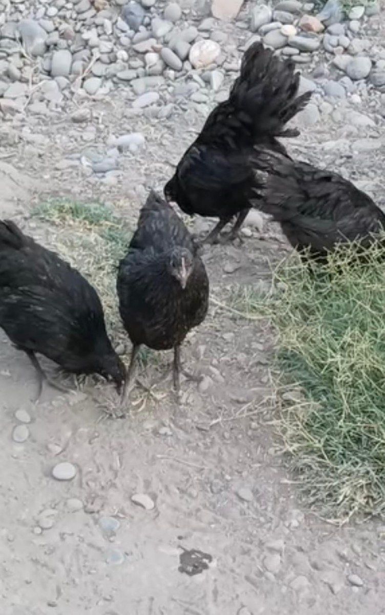 Avstralorp xoruzu — Quşlar, Bakı (2)