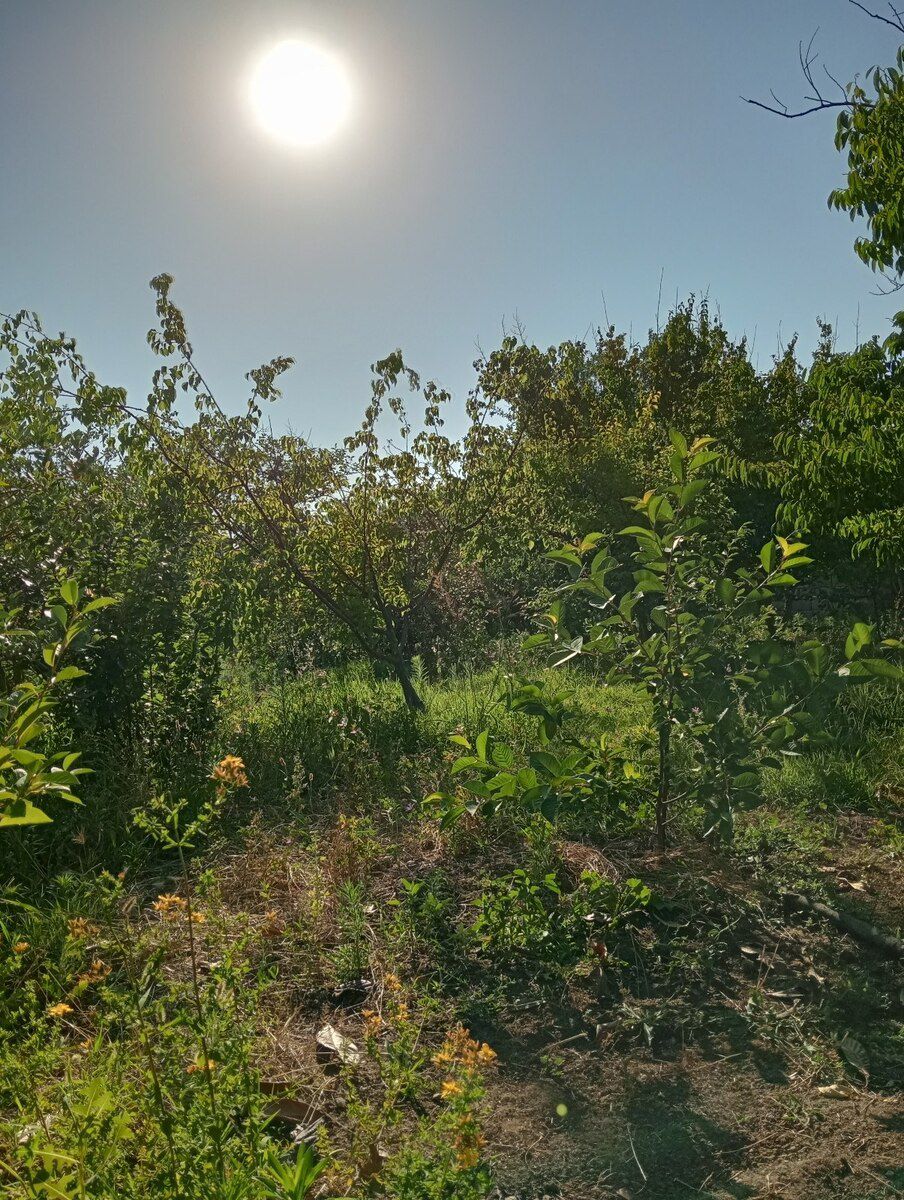 34 sot torpaq sahəsi, Novxanı qəs — Torpaq, Bakı (5)