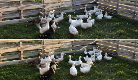 Ördək Satılır. 17 dənə ördək var. 5 dənəsi yekədir — 13 manat. Qalan — Samux