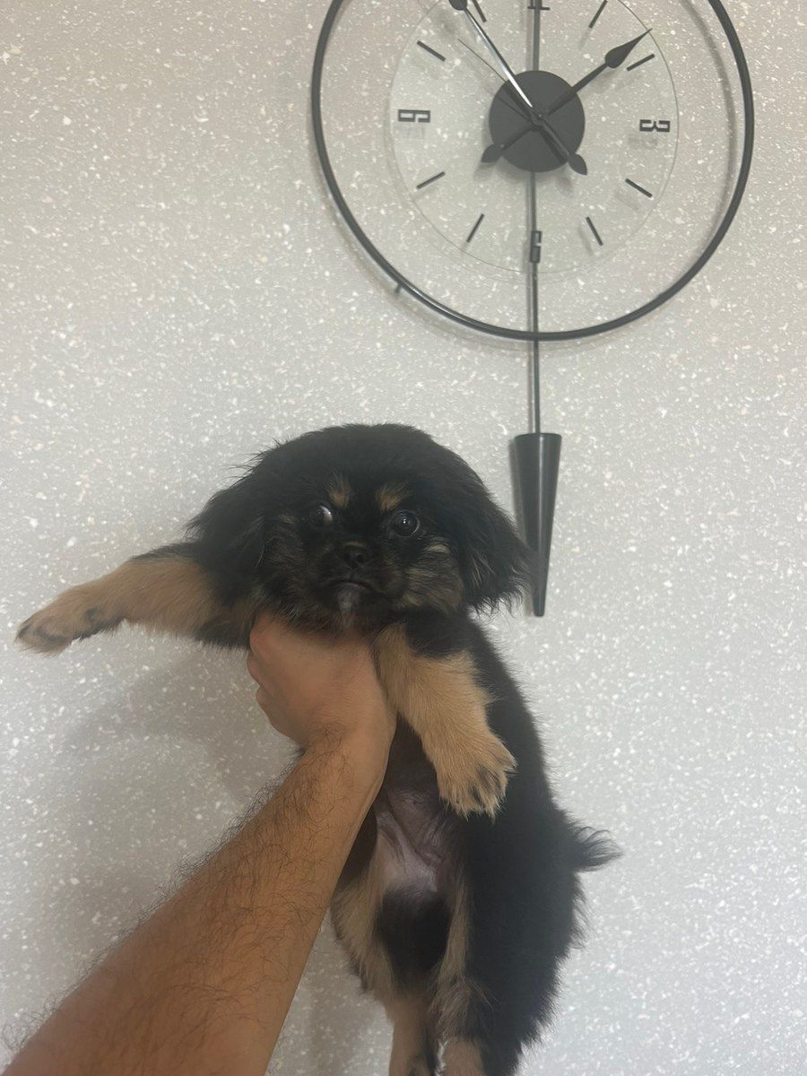 Pekines balası — Köpəklər, Bakı (9)