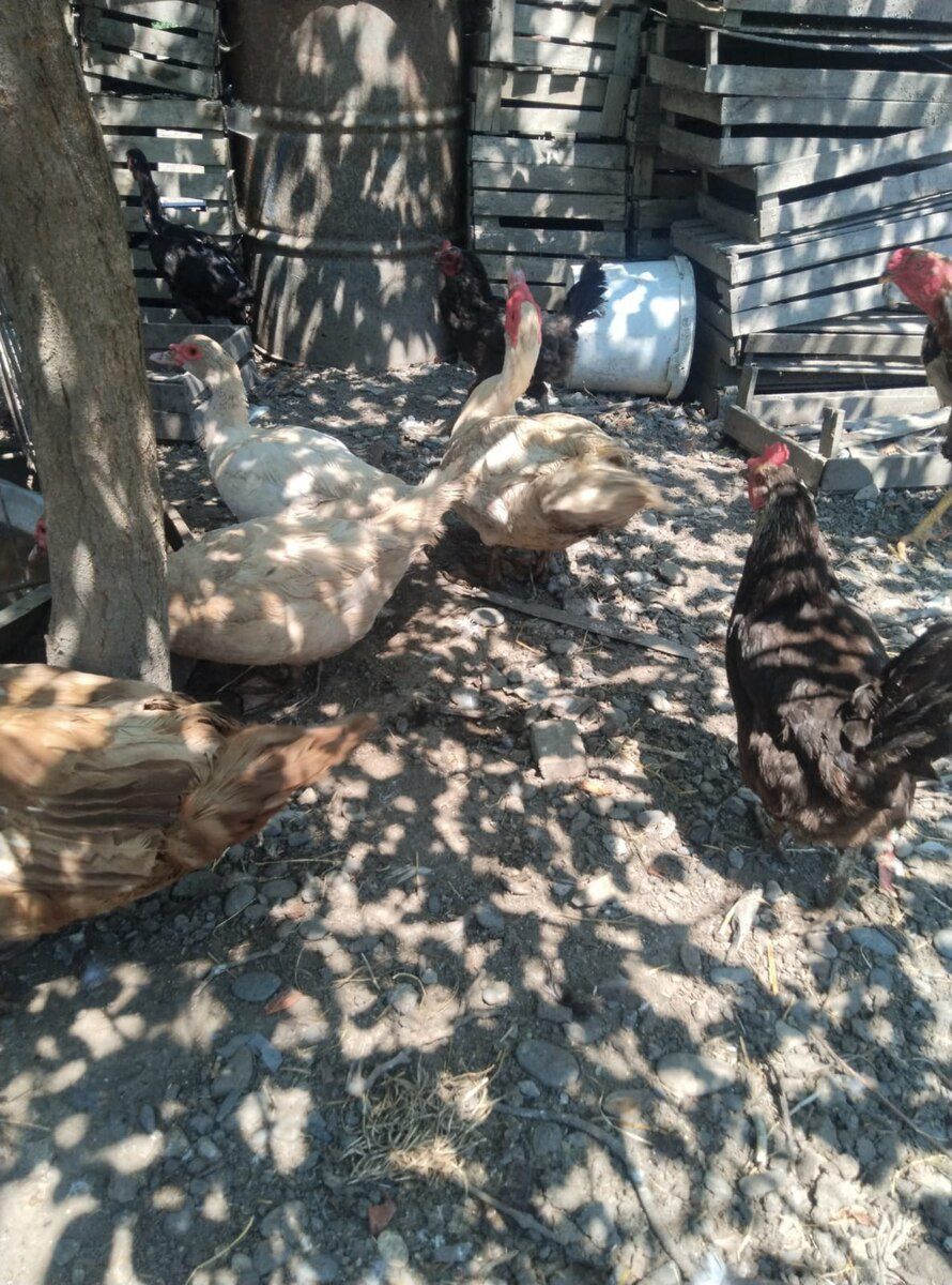 Mayalı lal ördək yumurtaları — Quşlar, Xaçmaz (8)