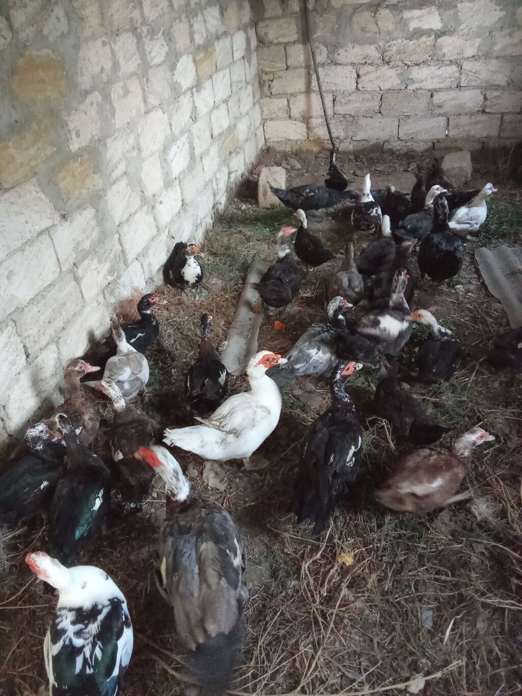 Qara fereler 15 erkey 25 manat Real alıcılar zeng elesin - Növ: musk — Digərləri, Digah (2)