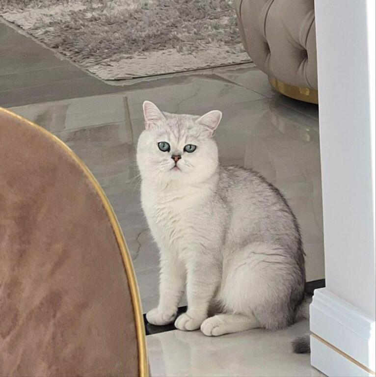 Gümüşü şinşilla pişiyi (cütləşdirmək üçün) — Pişiklər, Bakı