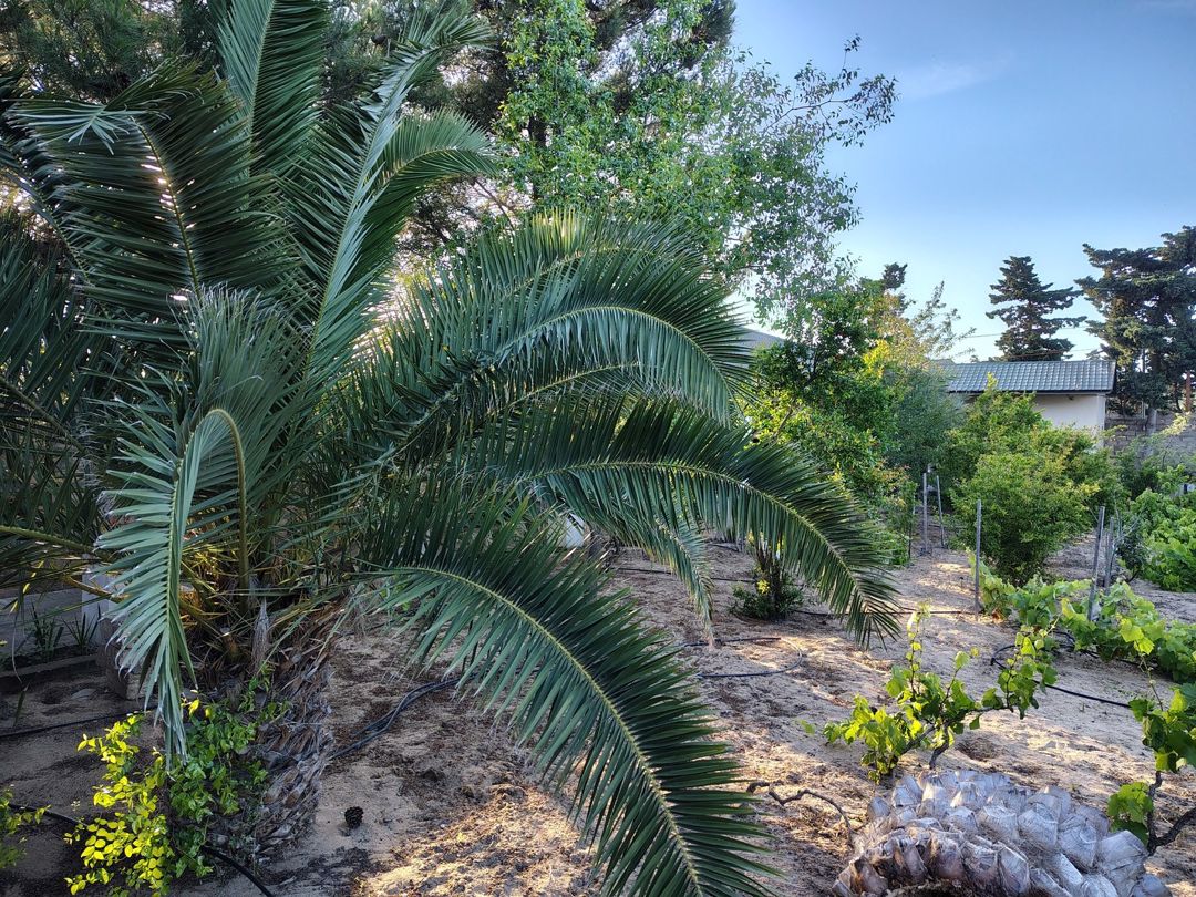 Satılır torpaq 44 sot — Torpaq, Bakı (4)