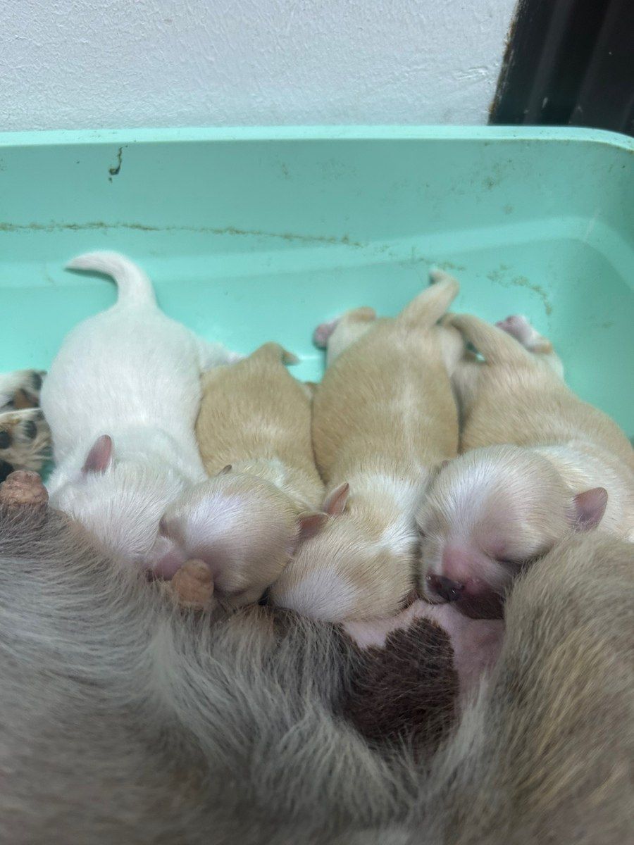 Pekines balaları — Köpəklər, Bakı (2)
