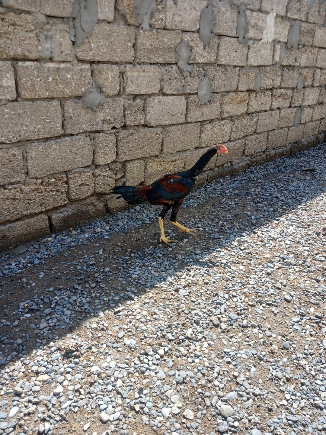 Heyratı beçə — Quşlar, Bakı (2)