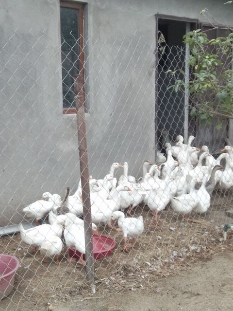 Linda qazlarıPekin ordeyleri 20m Pekin ordeyi,25 m Linda qazlari — Novxanı