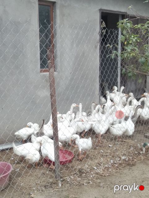Linda qazlarıPekin ordeyleri 20m Pekin ordeyi,25 m Linda qazlari — Novxanı