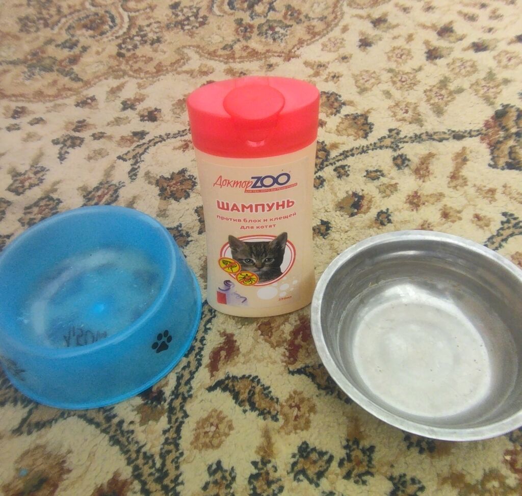 Erkək, Yaxşı əllərə, Ünvandan götürmə — Pişiklər, Xaçmaz (8)