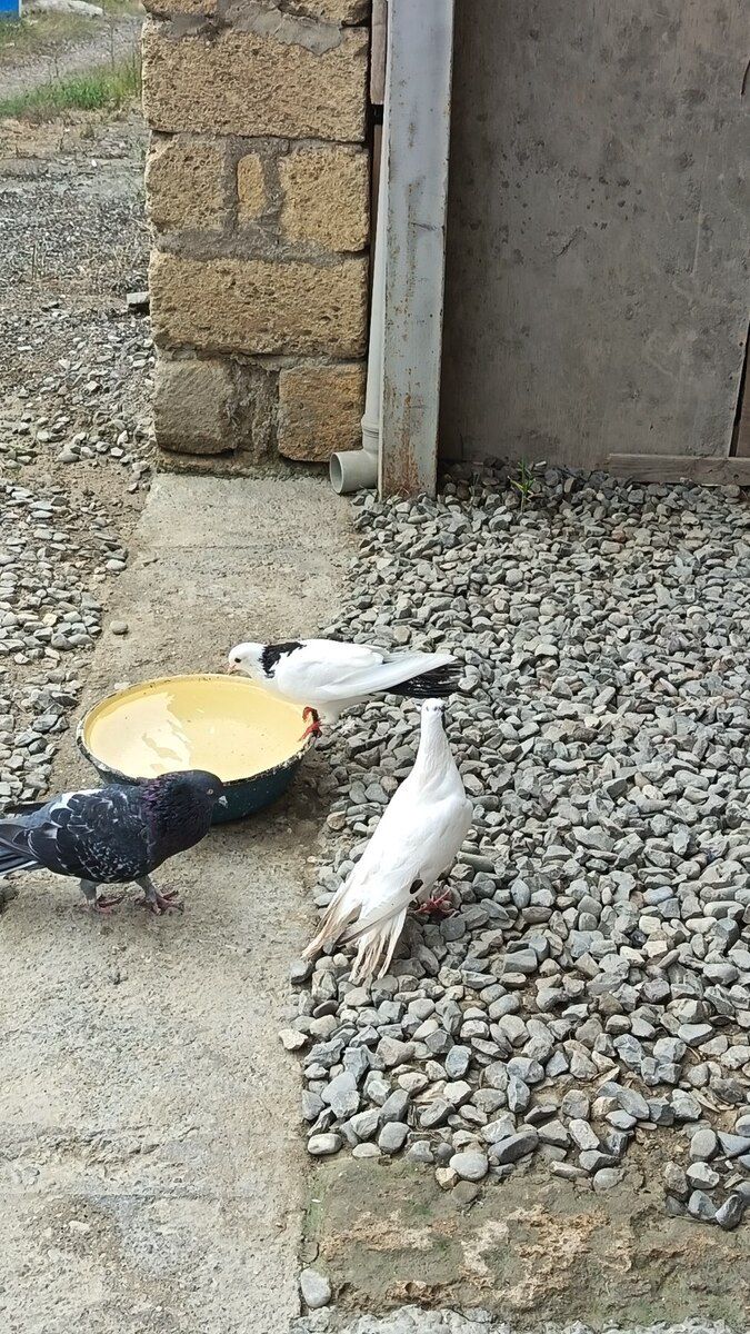 Göyərçin — Quşlar, Bakı (8)