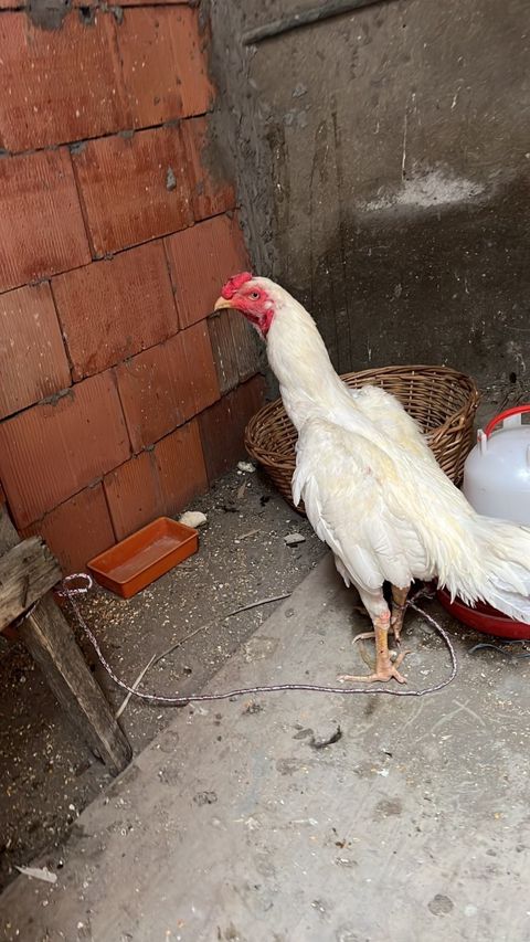 Heyratı — Bakı