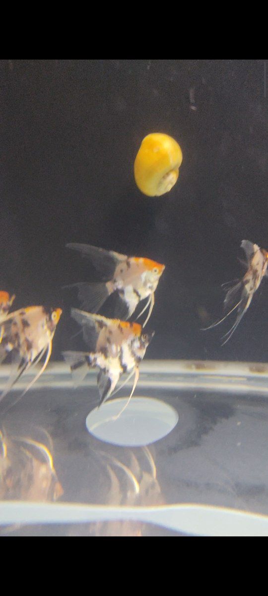 Skalyary koi balıqları — Akvariumlar və balıqlar, Bakı (3)