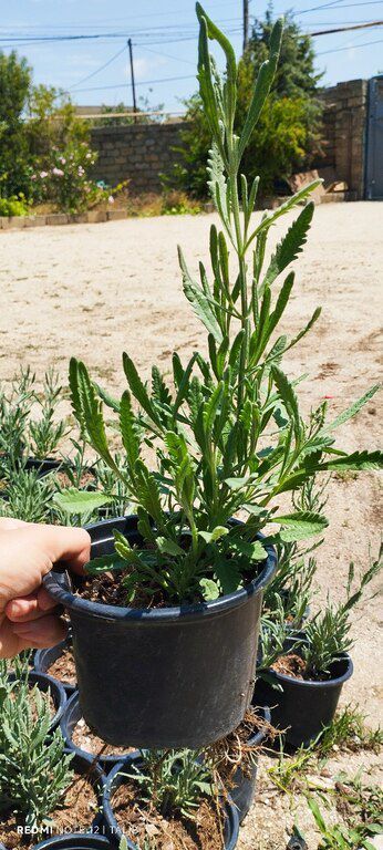 Lavanda — Bitkilər, Bakı (5)