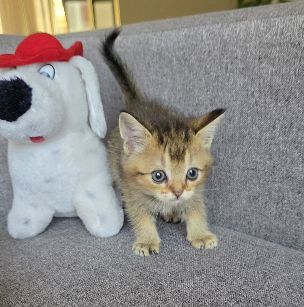Tabbi, Dişi — Pişiklər, Bakı (2)