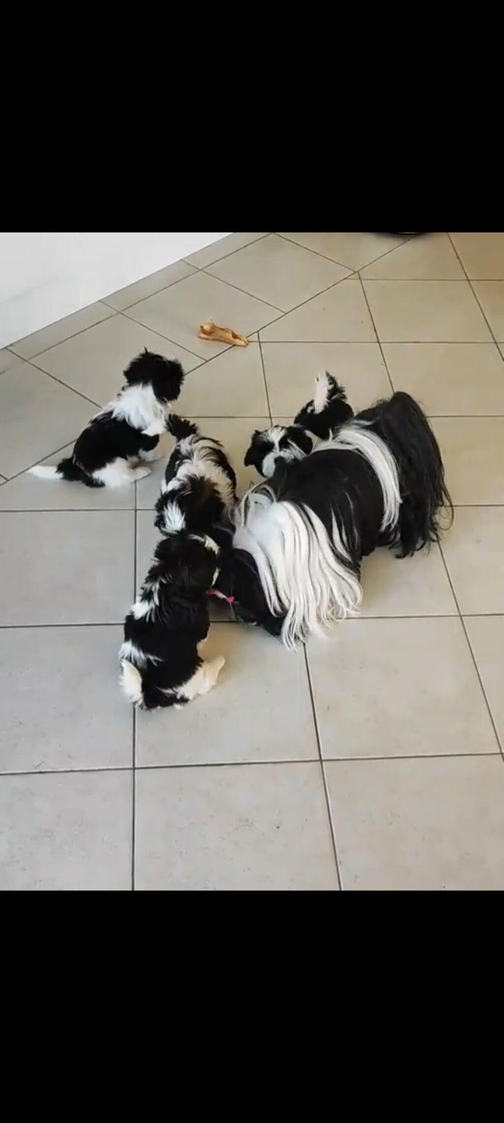 Shi-tsu, 9 ay, Rayonlara çatdırılma — Köpəklər, Cəlilabad (3)