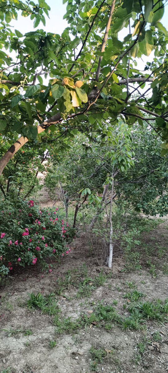 5 sot torpaq sahəsi, Saray qəs — Torpaq, Bakı (11)