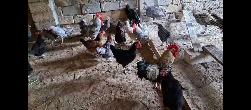 Temiz xorkov toyuq ve xoruzlar sürüyle satılır teki 25 AZN — Toyuq və xoruz, Digah (8)
