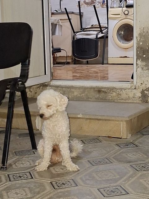 Pudel — Bakı