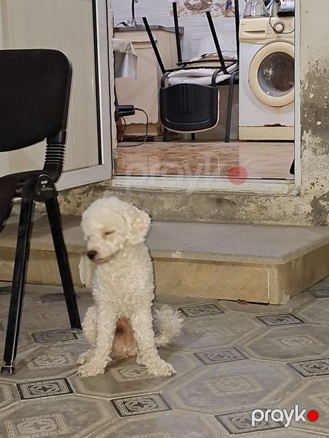 Pudel — Bakı