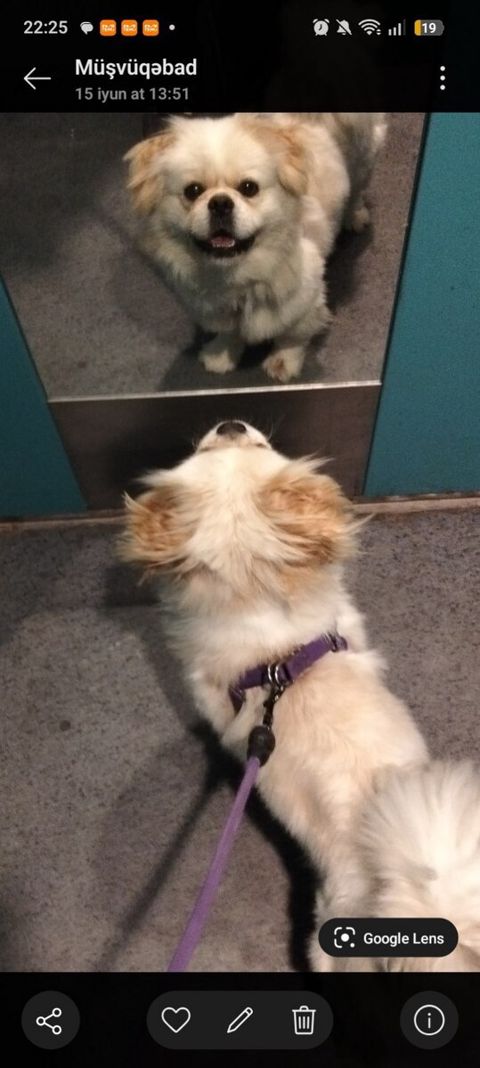 Pekines — Bakı