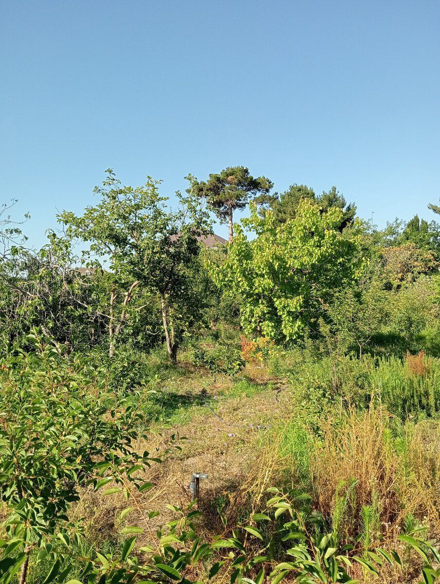 34 sot torpaq sahəsi, Novxanı qəs — Torpaq, Bakı (9)