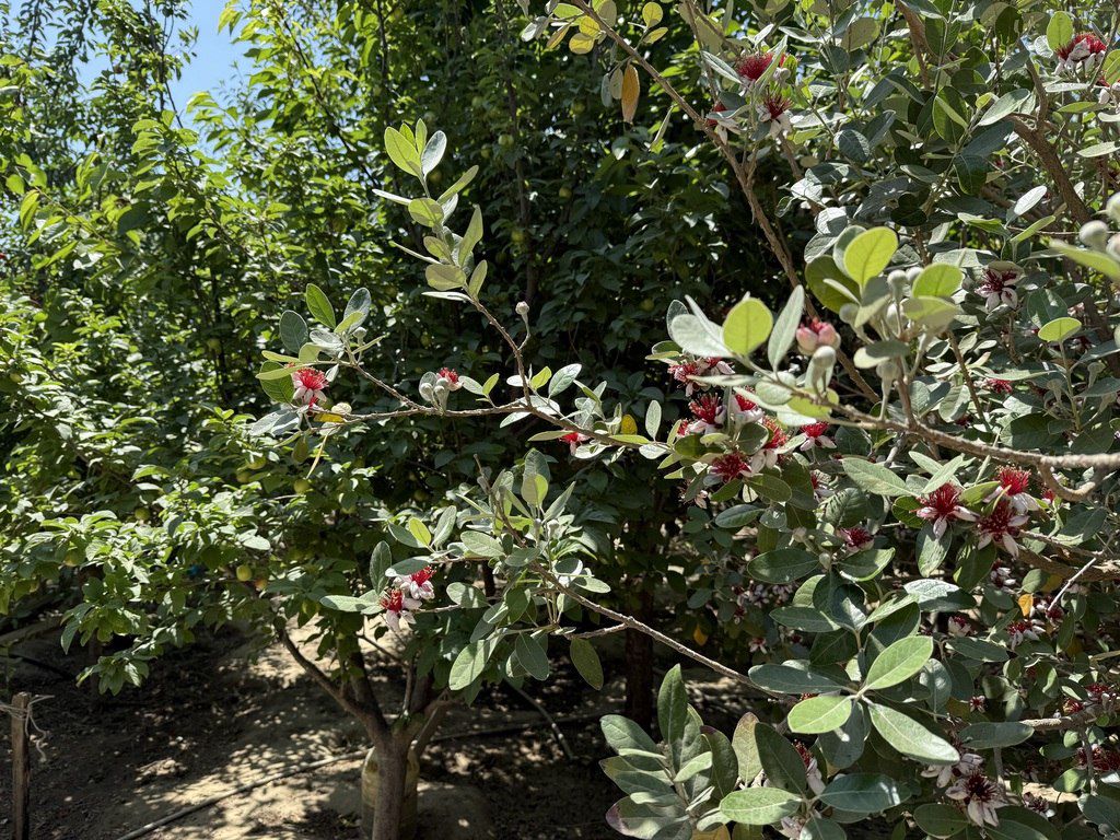 Satılır 10 otaqlı həyət evi/bağ evi 500 m² — Ev, villa, Bakı (6)