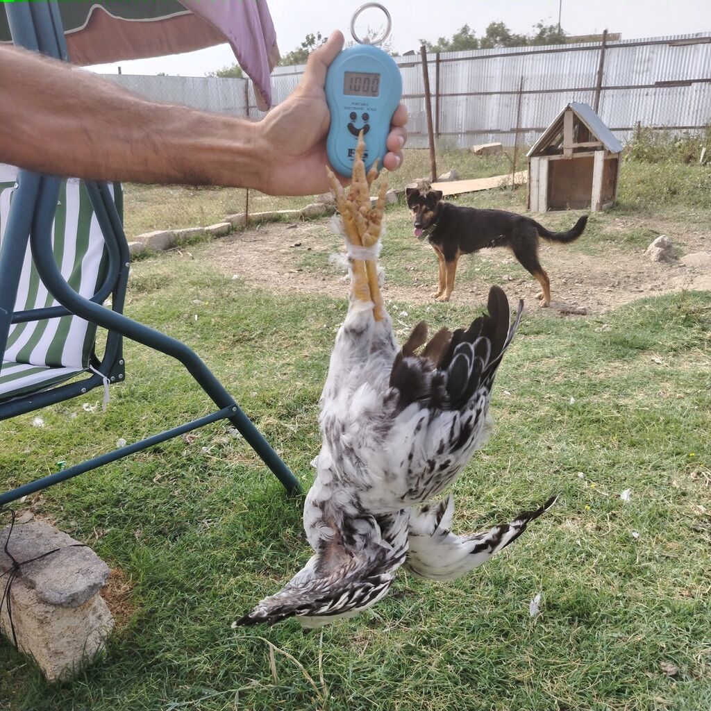 Toyuq, Damazlıq — Toyuq və xoruz, Hacıqabul (5)