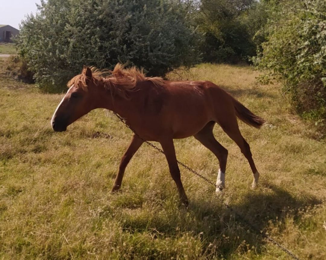 Dayça — Atlar, Siyəzən