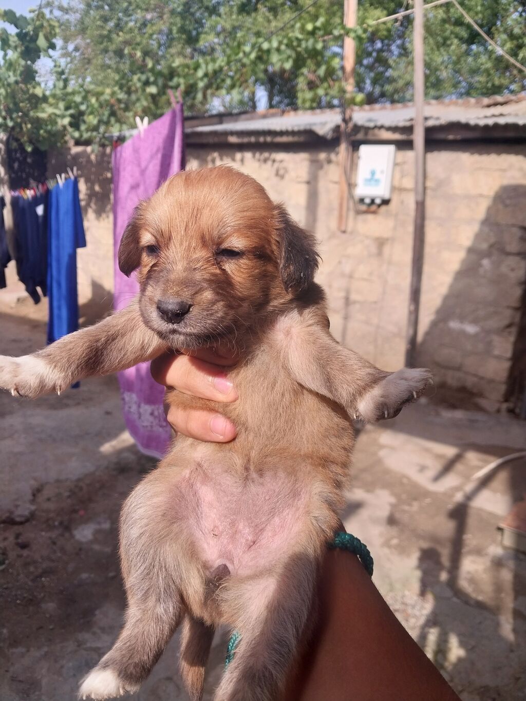 1 ay — Köpəklər, Bakı (6)