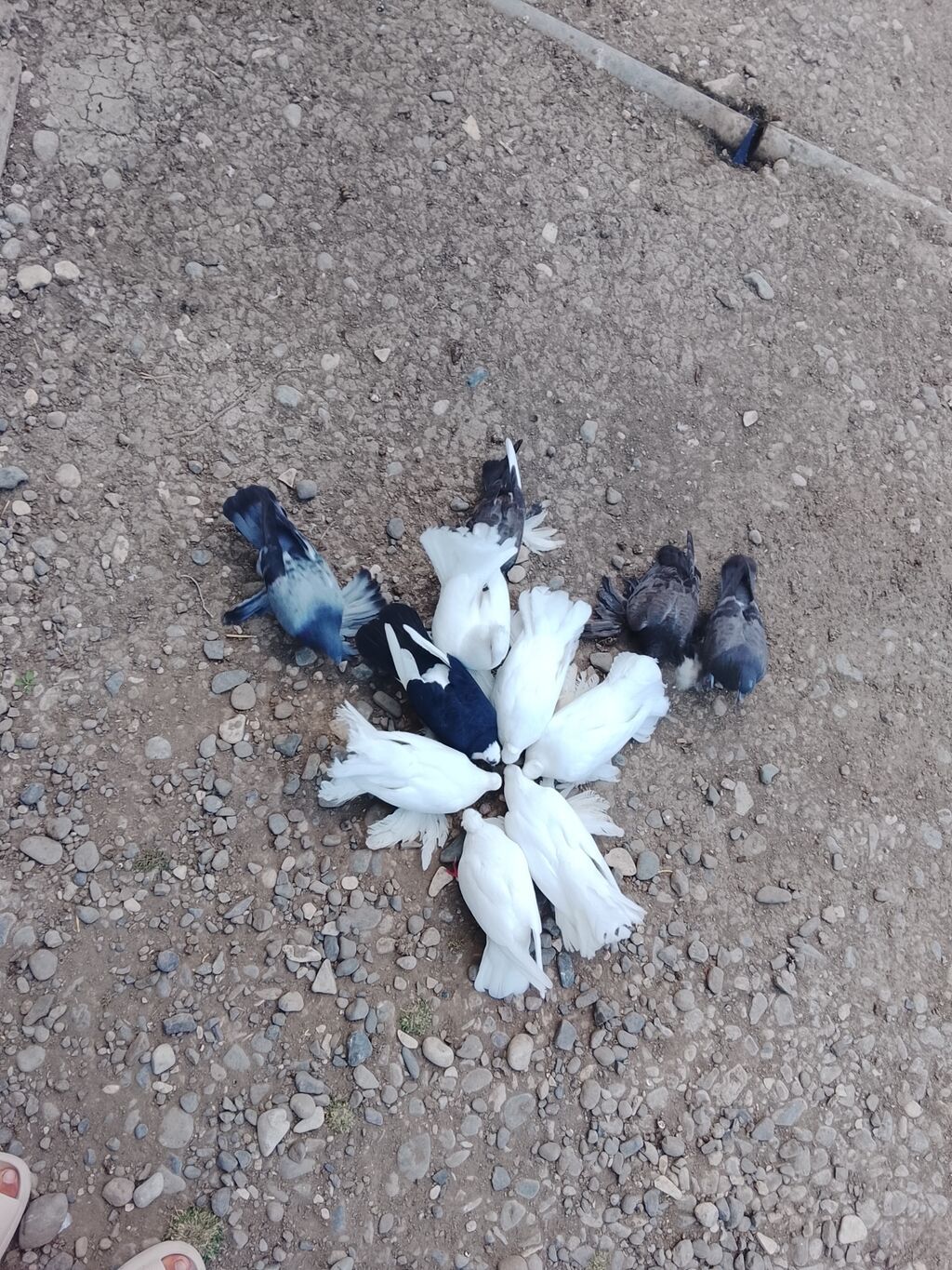 Salam 12 quş du Kom satilir 4 takla 3 pavlin 2 kəkilli ağ və qara — Göyərçin, Digah (2)