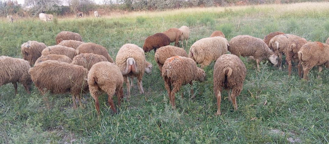 Quzu, qoç, toğlu — Kənd təsərrüfatı heyvanları, Ağsu (4)