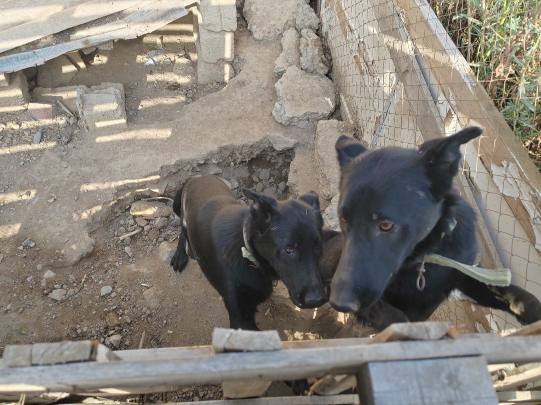 Belçika ovçarkası — Köpəklər, Sumqayıt (3)