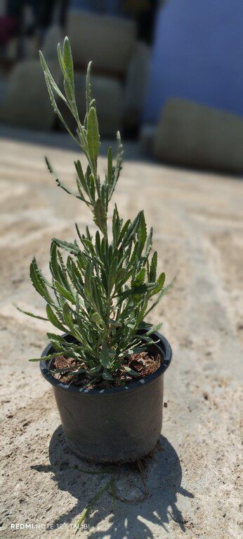 Lavanda — Bitkilər, Bakı (6)