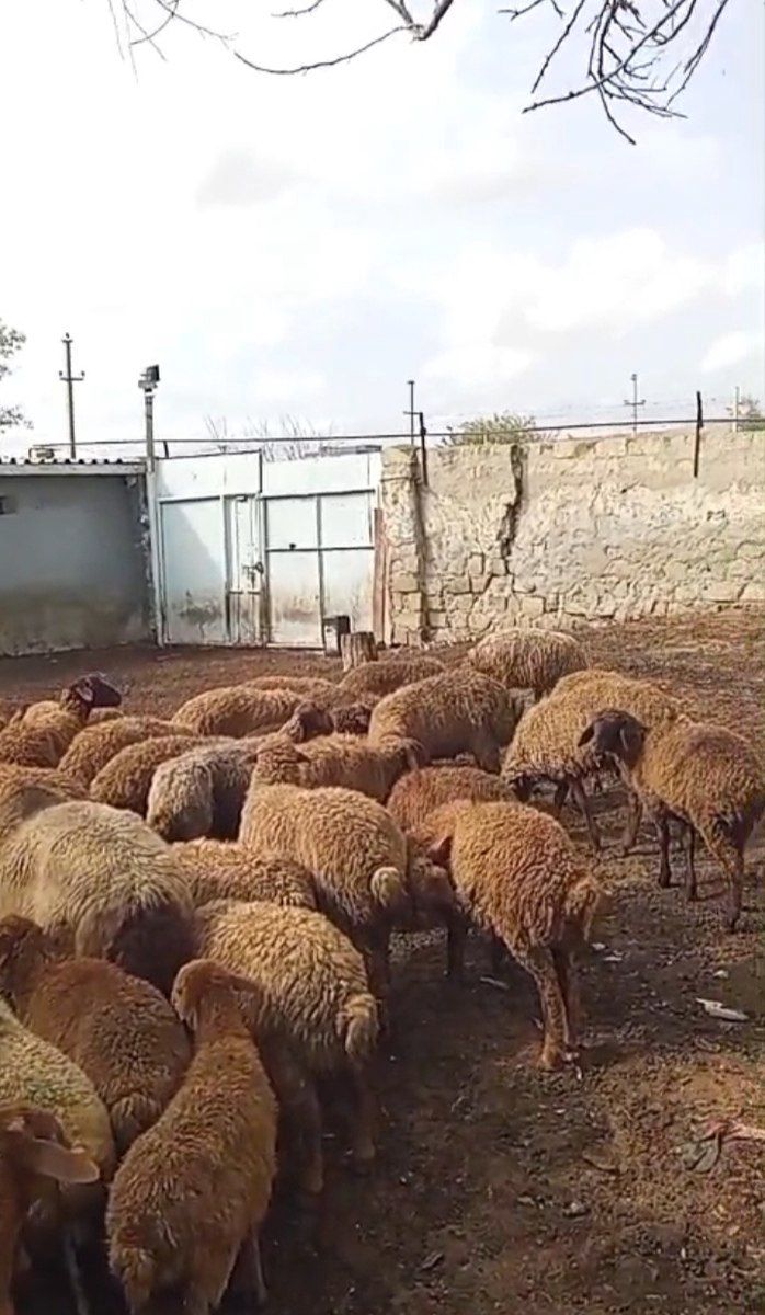 Bordaq quzular — Kənd təsərrüfatı heyvanları, Sumqayıt (5)