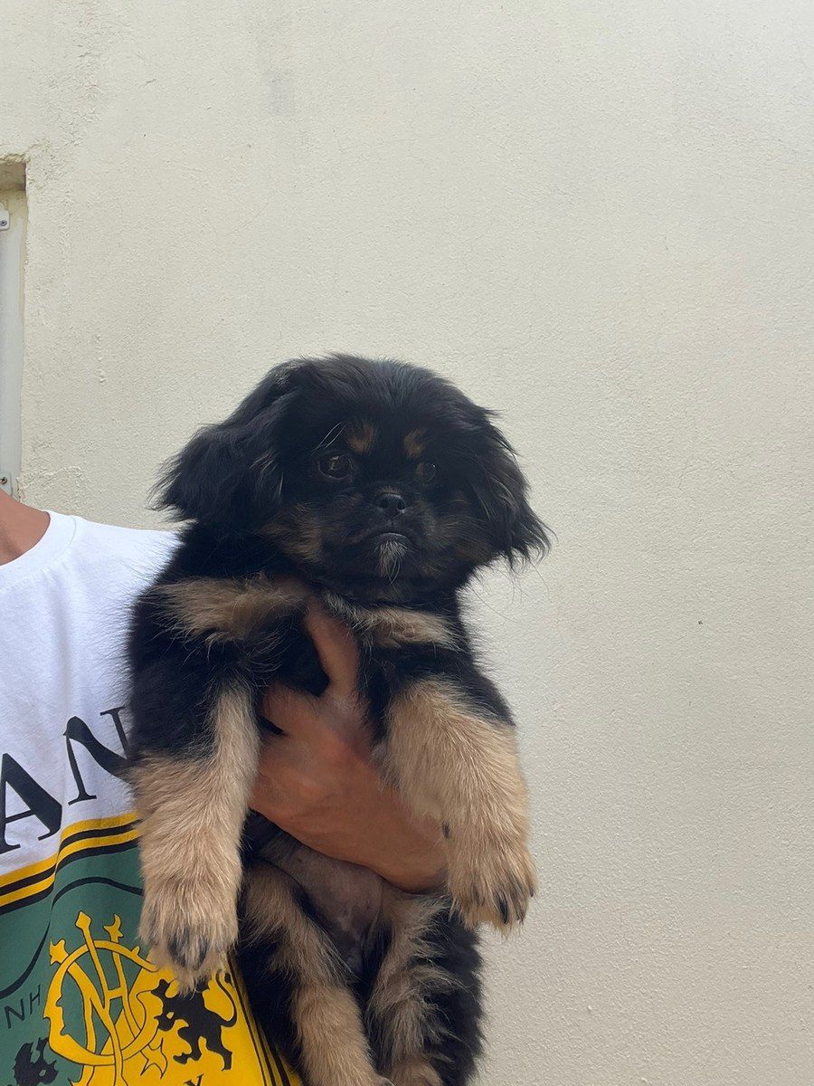 Pekines balası — Köpəklər, Bakı (6)