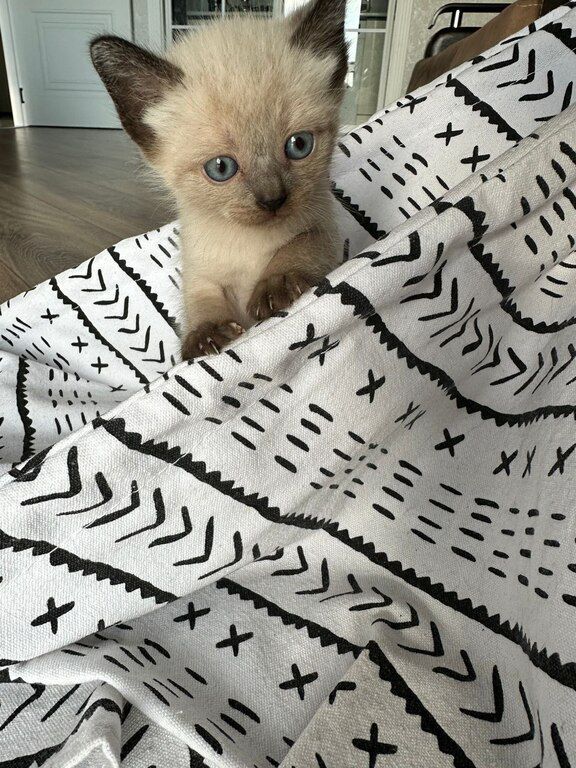 Сиамские котята — Pişiklər, Bakı (5)