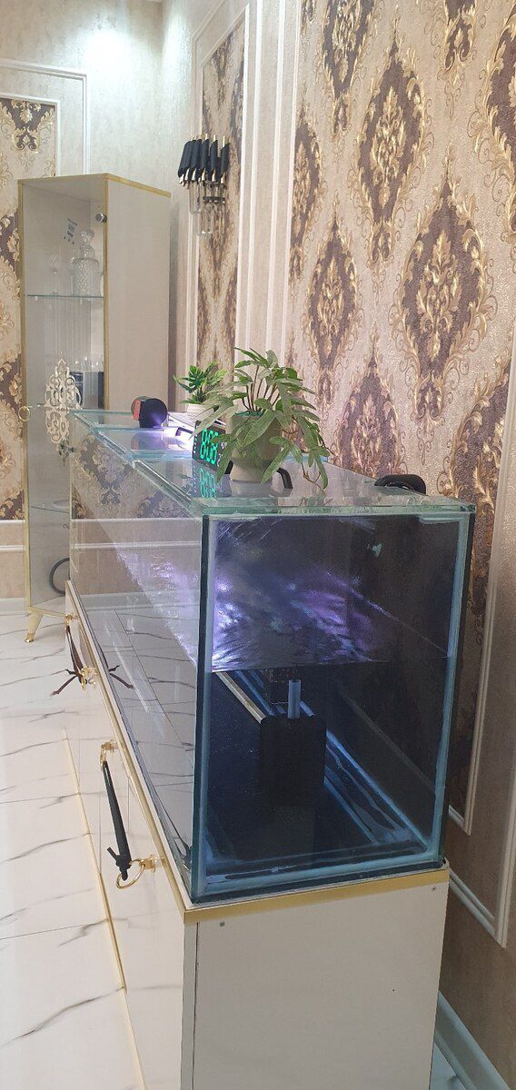Akvarium — Akvariumlar və balıqlar, Gəncə (8)