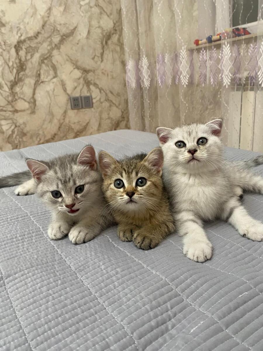 Şotland pişiyi balası — Pişiklər, Bakı (4)