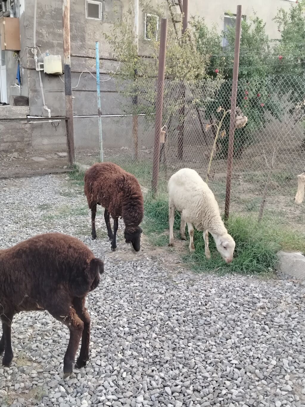 Satilir:birinci qarın dişi qoyun dişi balası 7 aylıq, birdene erkek — Kənd təsərrüfatı heyvanları, Digah (2)